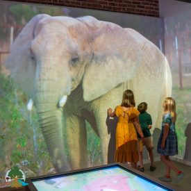 LCH_Attractions_ElephantSanctuaryMain